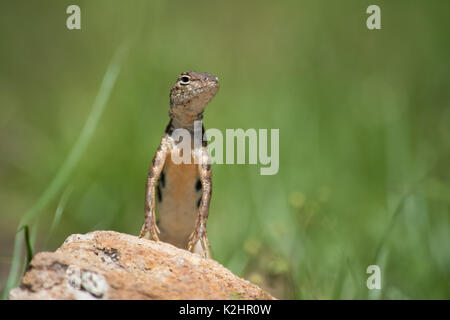 Elegante Earless Lizard (Holbrookia elegans) da Sonora, México. Foto Stock