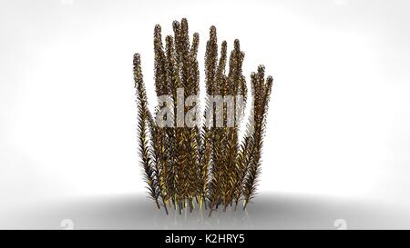 3D rendering di una riflessione astratta golden tree su sfondo bianco Foto Stock