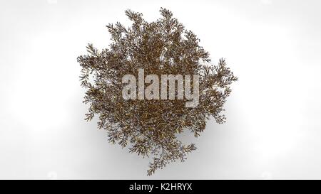 3D rendering di una riflessione astratta golden tree su sfondo bianco Foto Stock