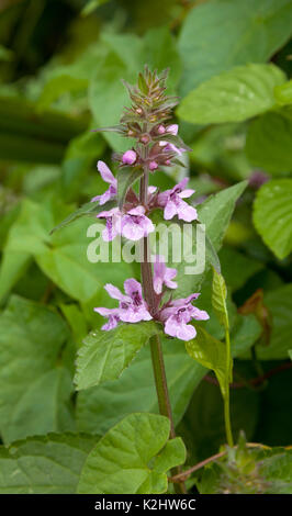 Stachys palustris, comunemente noto come marsh woundwort, marsh hedgenettle o hedge-ortica, un perenne commestibile prateria di erbe. Woodstock, Oxfordshire, Foto Stock