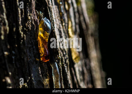 La linfa degli alberi che colava di un tronco, con retro illuminazione luce l'arancio caduta di SAP. Foto Stock