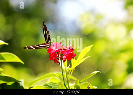 Una zebra longwing farfalla su fiori di colore rosa con una foglia naturale sfondo verde Foto Stock