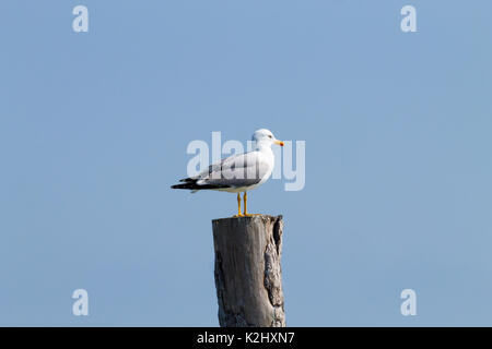 Gull permanente sulla palizzata da "Delta del Po' laguna. Natura italiana. Birdwatching Foto Stock