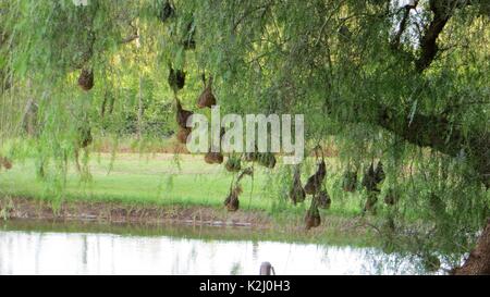 Weaver Bird's nidi sulla struttura ad albero Foto Stock