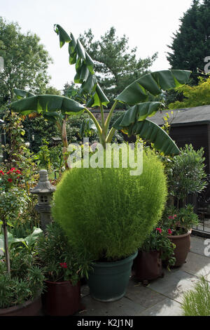 Kochia scoparia var. trichophylla, aka roveto ardente, fire bush Foto Stock