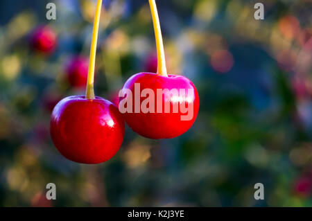 Ciliege acide su un albero nel frutteto. 2 bacche su uno sfondo verde Foto Stock