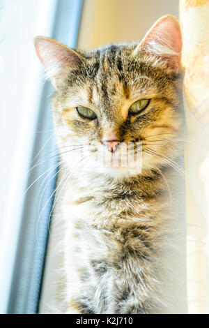 Gatto pelo su sfondo chiaro. Ritratto di un gatto domestico vicino alla finestra Foto Stock