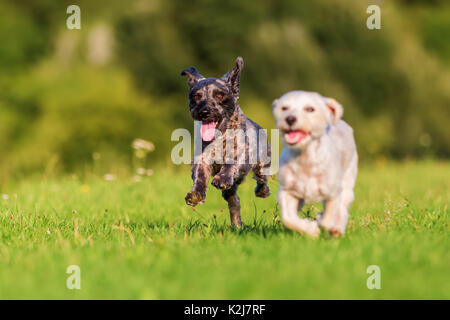 Foto di due terrier cani ibrido che sono in esecuzione sul prato Foto Stock