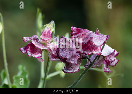 Burgubdy ornamentali mottle fiori bianchi del anuale climbing pisello dolce, Lathyrus odoratus "Lisa Marie " Foto Stock