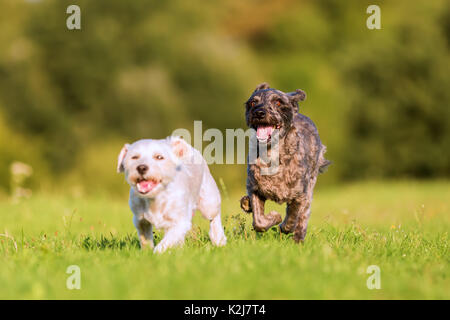 Foto di due terrier cani ibrido che sono in esecuzione sul prato Foto Stock