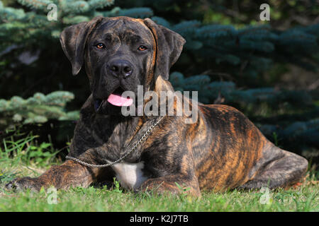 Grande, forte Boerboel cane, giallo. Mastiff africana. Foto Stock