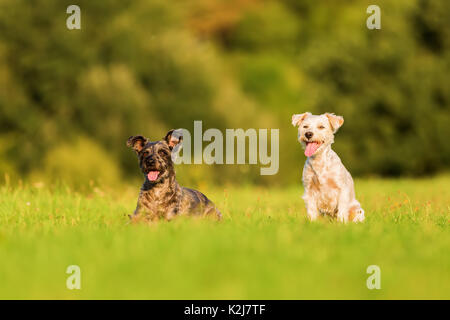 Foto di due terrier cani ibrido che si siedono sul prato Foto Stock