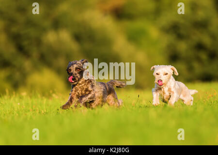 Foto di due terrier cani ibrido che sono in esecuzione sul prato Foto Stock