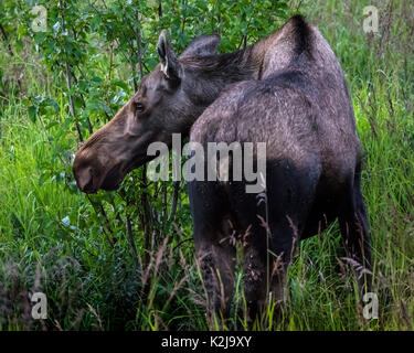 Moose Alaska Potter Marsh Foto Stock