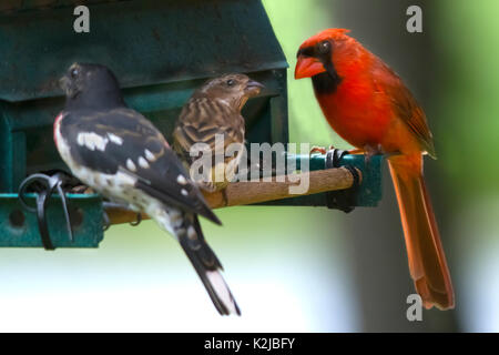 Grande maschio cardinale Nord arroccato a bird feeder ammirate una femmina di alimentazione Rose-Breasted Grosbeak mentre il suo compagno li ignora Foto Stock