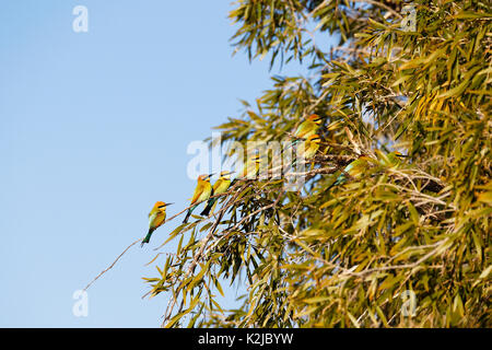 Rainbow I gruccioni (Merops ornatus), Gascoyne, Australia occidentale Foto Stock