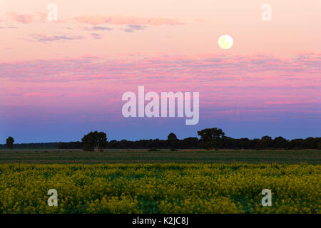 Full Moon Rising over Canola Field, Midwest, Australia occidentale Foto Stock