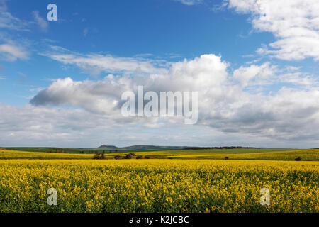 La Canola Field, Midwest, Australia occidentale Foto Stock