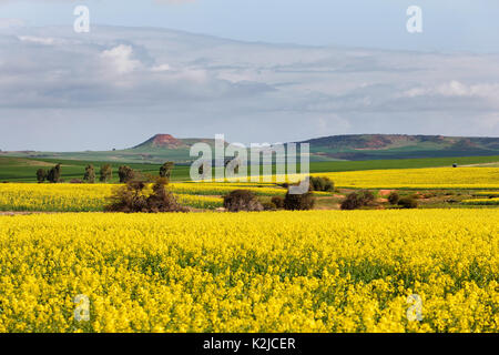 La Canola Field, Midwest, Australia occidentale Foto Stock