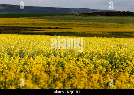 La Canola Field, Midwest, Australia occidentale Foto Stock