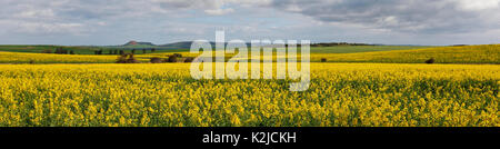 La Canola Field, Midwest, Australia occidentale Foto Stock