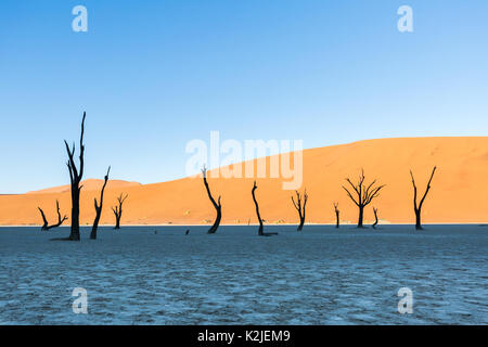 Namib Desert, sossusvlei. Morto il camel Thorn trees a deadvlei Foto Stock