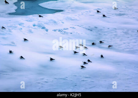 Kittiwakes (Rissa tridactyla) sono una delle poche specie di uccelli che volano verso il polo nord in estate. Gregge su multi-anno di ghiaccio 86 gradi Nord longitudinale Foto Stock