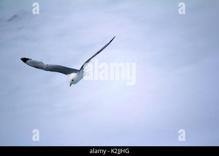 Kittiwakes (Rissa tridactyla) sono una delle poche specie di uccelli che volano verso il polo nord in estate. Flying uccello adulto su multi-anno di ghiaccio 88 grado Foto Stock