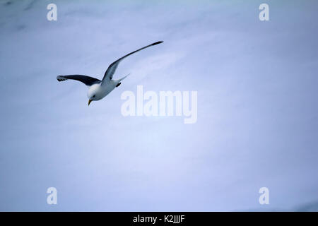 Kittiwakes (Rissa tridactyla) sono una delle poche specie di uccelli che volano verso il polo nord in estate. Flying uccello adulto su multi-anno di ghiaccio 88 grado Foto Stock