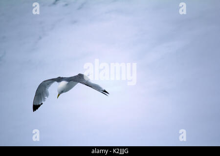 Kittiwakes (Rissa tridactyla) sono una delle poche specie di uccelli che volano verso il polo nord in estate. Flying uccello adulto su multi-anno di ghiaccio 88 grado Foto Stock