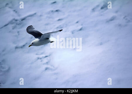 Kittiwakes (Rissa tridactyla) sono una delle poche specie di uccelli che volano verso il polo nord in estate. Flying uccello adulto su multi-anno di ghiaccio 88 grado Foto Stock