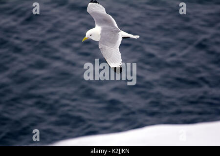 Kittiwakes (Rissa tridactyla) sono una delle poche specie di uccelli che volano verso il polo nord in estate. Flying uccello adulto su multi-anno di ghiaccio 88 grado Foto Stock