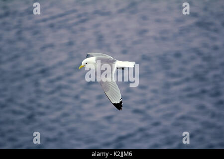 Kittiwakes (Rissa tridactyla) sono una delle poche specie di uccelli che volano verso il polo nord in estate. Flying uccello adulto su multi-anno di ghiaccio 88 grado Foto Stock