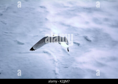 Kittiwakes (Rissa tridactyla) sono una delle poche specie di uccelli che volano verso il polo nord in estate. Flying uccello adulto su multi-anno di ghiaccio 88 grado Foto Stock