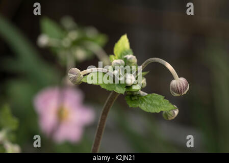 Boccioli di fiori di Anemone hybrida Königin Charlotte. Foto Stock