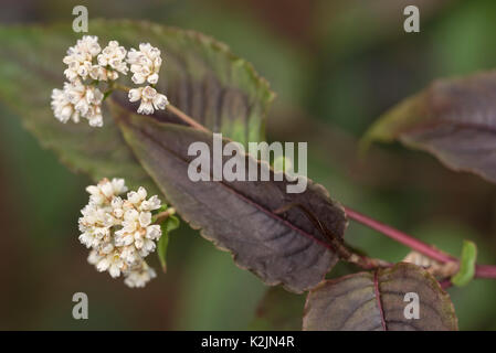 Persicaria microcephala drago rosso Foto Stock