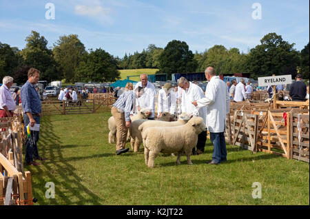 Gli allevatori con i loro animali Ryeland pecore vengono giudicati al Ripley Show in estate North Yorkshire Inghilterra Regno Unito Gran Bretagna Foto Stock