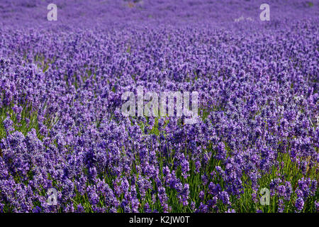 La fattoria di lavanda in estate in snowshill,Regno Unito. Foto Stock