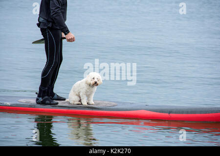 L'uomo bianco e cane barboncino bilanciamento sulla scheda pala sul Lago Michigan Foto Stock