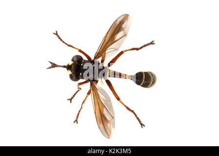 Fly (Physocephala rufipes) isolato su sfondo bianco Foto Stock