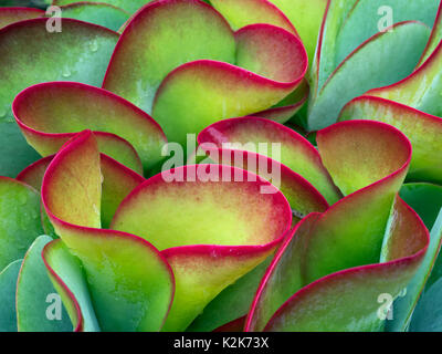 Impianto Flapjack Kalanchoe thyrsiflora Foto Stock