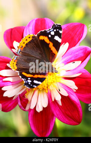 Leeds, Regno Unito. 31 Agosto, 2017. L'ultimo giorno del mese di agosto la mattina la pioggia ha dato modo a un pomeriggio di sole. Questo rosso admiral butterfly era occupato impollinare i fiori dalia cresce a Golden Acre Park a Leeds, West Yorkshire. Preso il 31 agosto 2017. Credito: Andrew Gardner/Alamy Live News Foto Stock