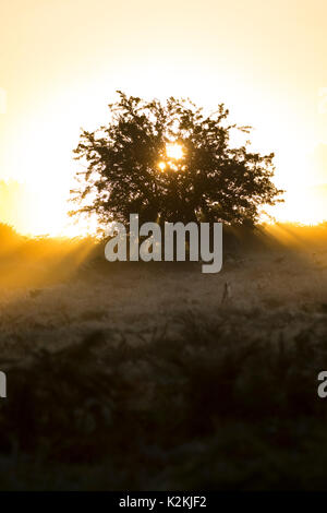 Flintshire, Galles 1 settembre 2017. uk meteo. con la meteorologia stat per autunno a partire da oggi madre natura lasciare parti del Regno Unito conoscono con un inizio gelida nebbia e su molte parti comprese halkyn montagna, rurali flintshire © dgdimages/alamy live news Foto Stock