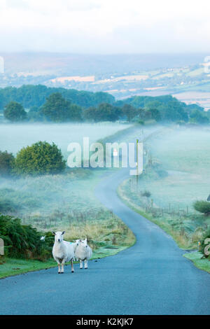 Flintshire, Galles UK Meteo. Con la stat meteorologica per l'autunno a partire oggi Madre natura ha lasciato parti del Regno Unito sapere con un freddo inizio e nebbia su molte parti compreso il Flintshire rurale come queste pecore sperimentato dirigendosi verso il villaggio di Moel-y-Crio Foto Stock