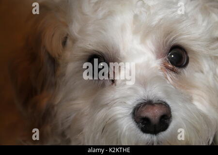 Bichon Frise close up. Foto Stock