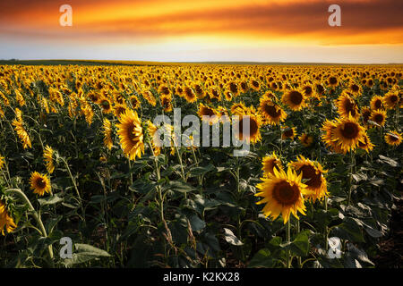 Bella estate tramonto su un campo di girasoli con drammatica sky, il fuoco selettivo Foto Stock