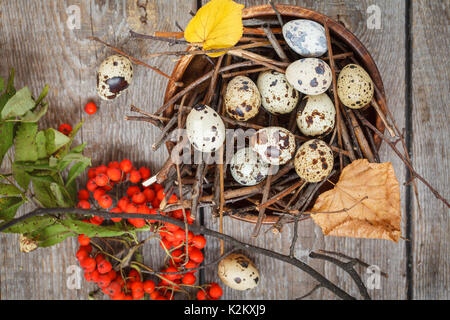 Uova di quaglia nel nido, autunno composizione per la cartolina Foto Stock