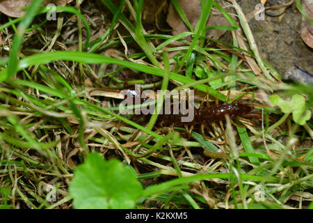 Centipede camminando sulla terra erba Foto Stock