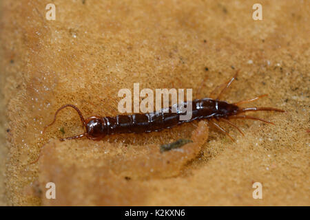Centipede camminando sulla terra erba Foto Stock