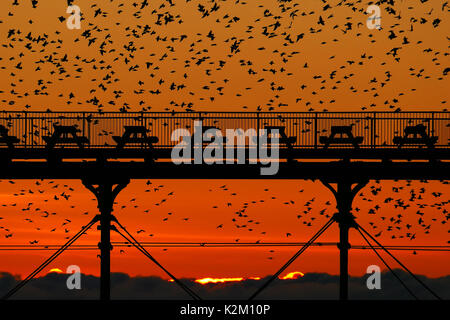 Per gli storni sciame attorno a Aberystwyth Royal Pier su un inverno sera subito dopo il tramonto. Foto Stock